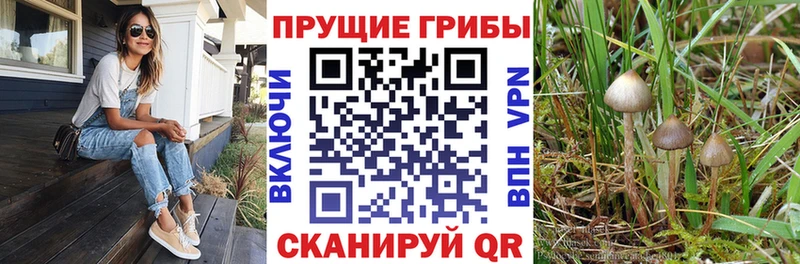 закладка  Георгиевск  МЕГА   Псилоцибиновые грибы мухоморы 