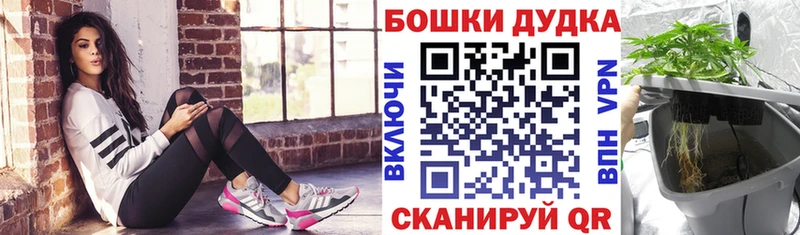 Бошки марихуана план  Георгиевск 