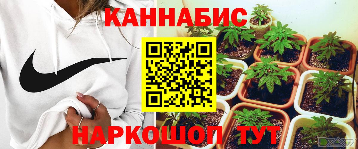 Марихуана сатива Георгиевск